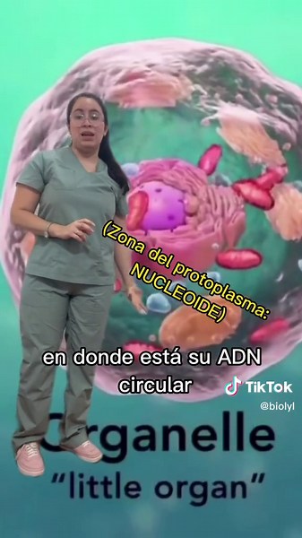 Una de las características de los seres vivos es que están formados por células y que además éstas tienen toda su información genética contenida en el ADN 🧬 . Si bien la ubicación del ADN lineal en células Eucariotas es en el núcleo. También podemos encontrar ADN circular en sus mitocondrias o en caso de células Eucariotas vegetales también en sus cloroplastos. Mientras que en Células Procariotas el ADN es circular y no asociado a histonas, también puede contener ADN extra llamado plásmido. #cb