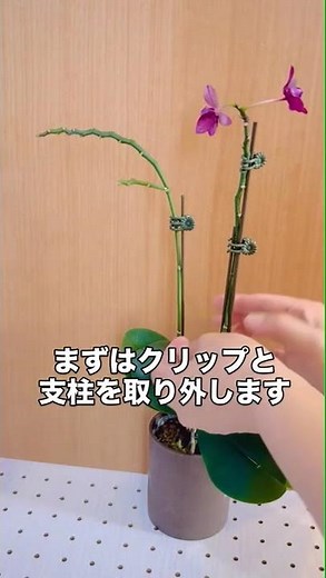 おうち胡蝶蘭 花が終わったら