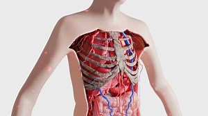 clip-3962226707-3d-visualization-human-chest-anatomy-focus-on