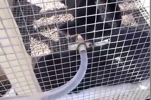 Rabbit Watering System ~ The Adventure Bite