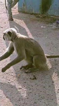 हनुमान जी का atank #viral #shortvideo