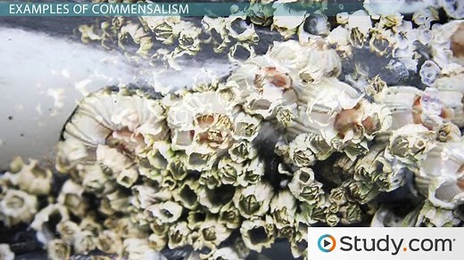 Commensalism | Definition, Types & Examples