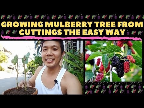 🔴 GROWING MULBERRY TREE FROM CUTTINGS THE EASY WAY | MULBERRY IN THE PHILIPPINES