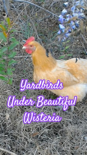 Free Range Chickens in Full Bloom #farming #garden