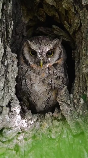𝑳𝒆𝒐𝒏𝒂𝒓𝒅𝒐 𝒁𝒐𝒂𝒕 | 𝑨𝒗𝒆𝒔 - 𝑩𝒊𝒓𝒅𝒔 on Instagram: "🦉♥️ Alilicucú (Megascops choliba) Tropical Screech Owl. Y una tacuarita azúl que llamó su atención 😅 28/12/25 Reserva Ecológica Costanera Sur Buenos Aires 🇦🇷 Autillo chóliba, también llamado curricutú común, sumurucucu, alicucu común, tamborcito común, turututú y lechucita neotropical. Corujinha-do-mato. Durante el día suele dormir oculto entre el follaje o en huecos de árboles, confiando en su camuflaje perfecto. Es un pequeño