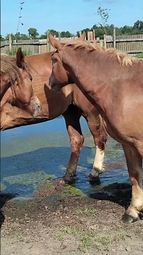 Stallion Meeting Mare for the First Time 🐎 | Emotional Horse Bonding
