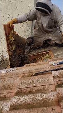 60k Bees EXPLODE out of Their Roof!