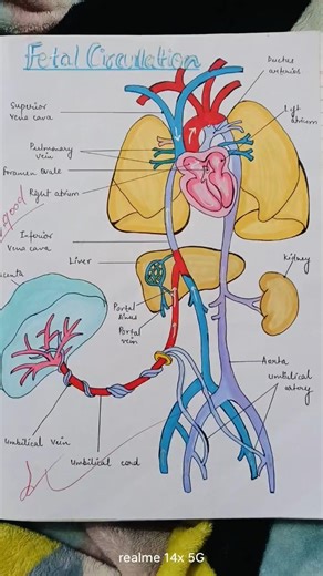 Diagram of Fetal Circulation ‪@Studywithme-4A‬ #shorts #ytshorts #shortvideo #exam #explore #viral