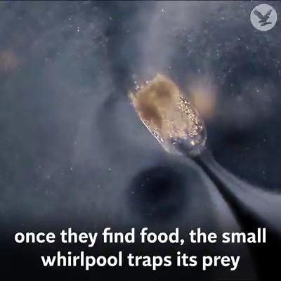 2.7M views · 5.1K shares | It's a small world after all: The best microscope videos of the year show off the stunning patterns we rarely get to see | The Independent | Facebook