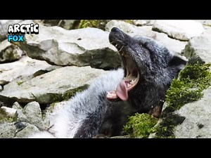 Sleepy and Good-Looking Arctic Fox Relaxing