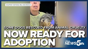 Some of the dogs rescued from animal cruelty investigation now ready for adoption