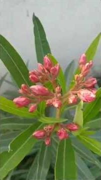 Leaf, Beautiful Kaner Flowers #homegardening #gardeningforbeginners #plantcare #healthyplants