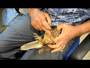 Dazed Boobook Owl Injection Technique 230910