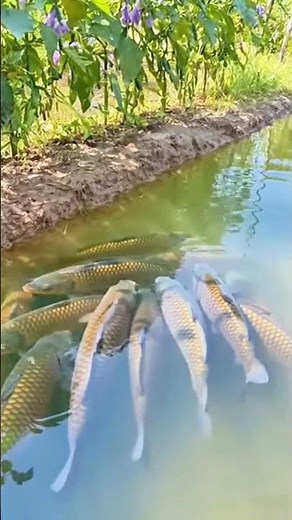Something Fishy 🎣 | Huge Carp Fish in Village Farm 😳🐟 Unbelievable Scene!
