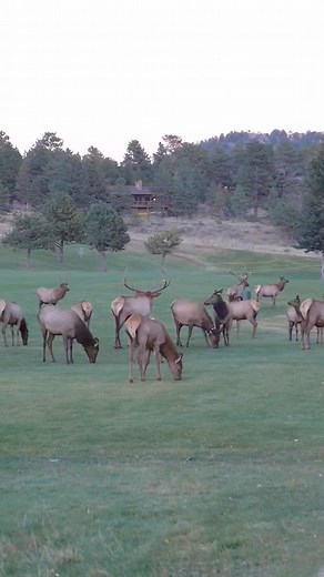 The elk rut on the golf course in Estes Park Colorado. #elkrut #estesparkcolorado #coloradoadventures #wildlife #amazingvideo #reelsfb #wildlifeplanet #elk #wildlifeonearth #estespark #nature #colorado #coloradowildlife #wildlifeaddicts #wildlifevideos #bullelk #wildlifephotography #wildanimal #elkherd | Colorado Adventures