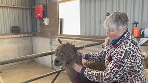 25K views · 674 reactions | How to head collar (halter) an alpaca | Mullacott Alpacas | Facebook