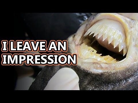 Cookiecutter Shark facts: they could make jack-o-lanterns with their mouths! | Animal Fact Files