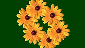 Chroma Key, Sunflowers, Rotate. Free Stock Video