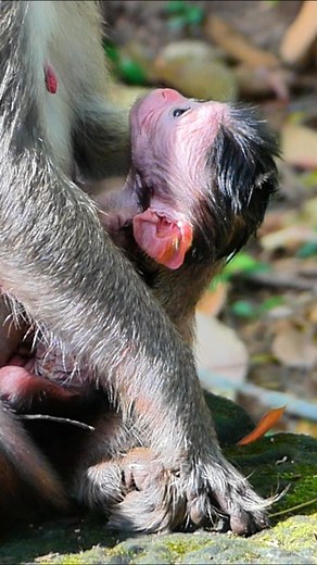 9.1K views · 417 reactions | Today’s Tiny Treasure,Healthy Newborn Monkey Smiles | Alien TV | Facebook