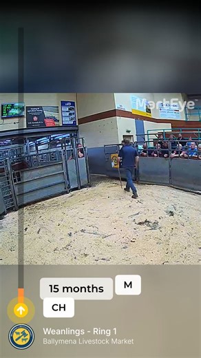 3.6K views · 19 reactions | Ballymena Livestock Market on Reels | Facebook