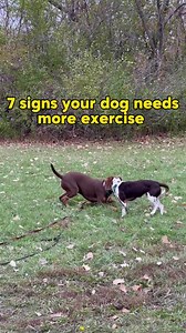 79K views · 146 reactions | Ready to transform your dog's behavior? The Dog Calming Code is your key!  . Visit this link : https://bit.ly/we-dog-trainer . . . . . . . CC @cherry.hoggs "Loving this creator's content? Visit their page and follow them!” . #dogtraining #hundesport #dogsport #hundetraining #workingmalinois #unterordnung #obedience #unterordnungstraining #obediencedog #dogobedience #dogsports #doghandler | We Dog Trainer | Facebook