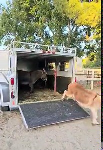 868K views · 10K reactions | They're here! Seven new rescues. Come out and meet them. | "Seein' Spots Farm" miniature donkeys | Facebook