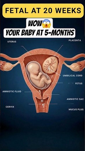 20 Weeks Fetus in the Womb 👶 | Baby Growth & Pregnancy Journey Explained