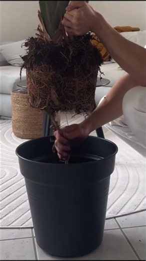 The Perfect Houseplant Soil Mix 🌱 #shorts
