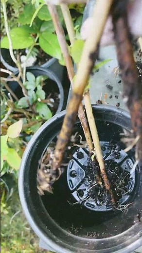 Butterfly Bush Successful Propagation