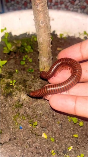Night Walking Giant Millipede 🌙🐛 | Amazing Wildlife Moment #Shorts #trending
