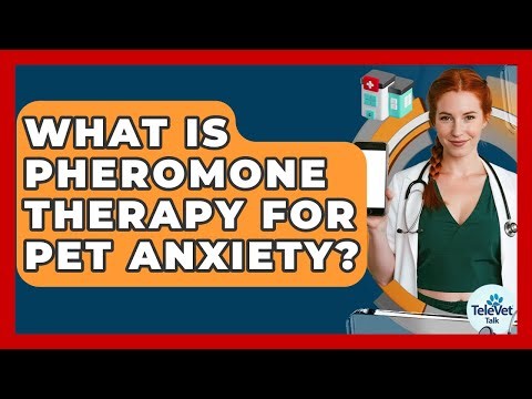 What Is Pheromone Therapy For Pet Anxiety? - TeleVet Talk