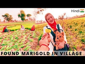 Look an Angrezee in the farm - they said 😂 | Hindi