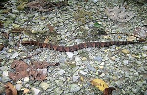 How to Quickly Identify a Baby Cottonmouth (Water Moccasin) - Survival Freedom