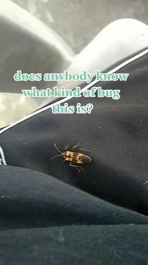 Discover Fascinating Milkweed Bugs and Their Camouflage