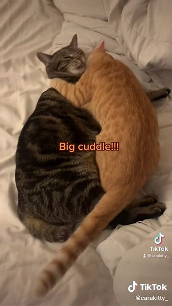 I love to deliver Beans to Simba 😻 #catpresent #catsoftiktok