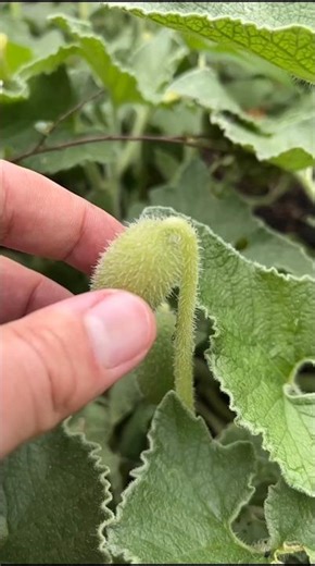 This Plant Shoots Seeds Like a Gun 😳