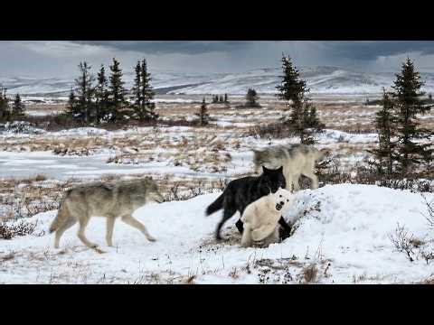 Mother Polar Bear Goes All Out After a Wolf Takes Her Cub