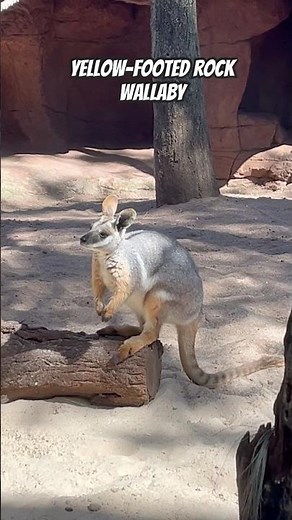 Amazing Yellow-Footed Rock Wallaby in Australia 🦘🌿
