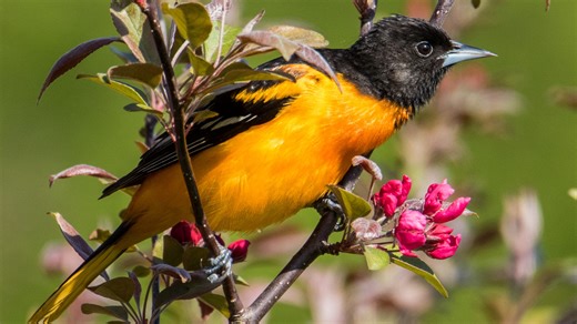 Prep some oranges! Interactive Baltimore oriole migration tracker map shows they're close