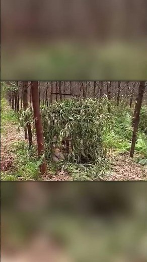 Predator Defeated – Man-Eating Tiger Captured Alive!
