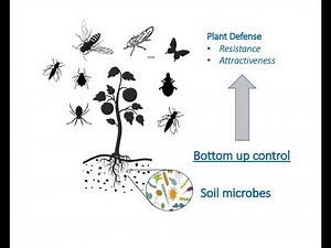 Plant Defense Mechanisms Part 2: How Soil Microbes Defend Plants from Insect Pests