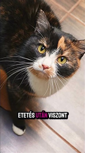 5 ok, amiért a macskád mindenhová követ #cat #cicak