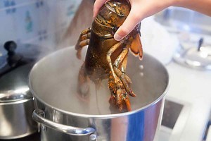 How to boil a live lobster? [2025] | QAQooking.wiki