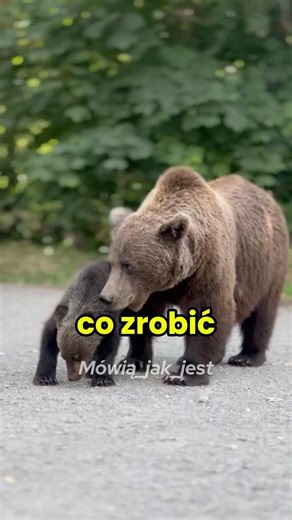 What to do with bears?