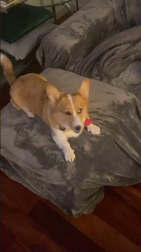 Best corgi dance of the year 😍