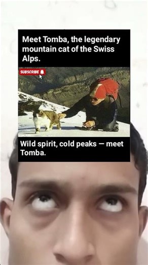 Meet Tomba — The Legendary Mountain Cat of the Swiss Alps 🐾❄️