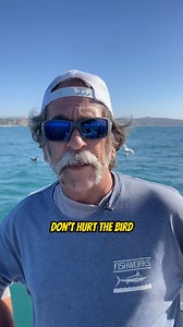 3.3K views · 102 reactions | The Proper Way to Unhook a Seagull or...