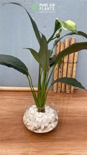 Peace Lily Aesthetic | Clean Water Air-Purifying Indoor Plant