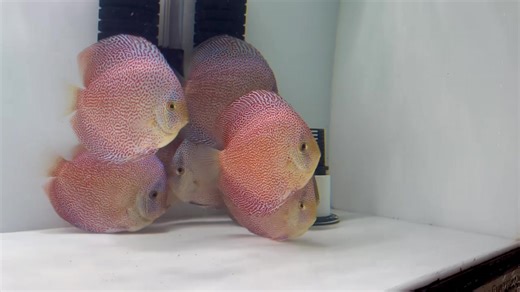 Less than 6 hours after landing from Na Discus! These 5-5.5” panthera came in colorful, feisty and gorgeous! Goldenstatediscus.com Or Text/call Lynda @ 916-257-5334 #discusmania #aquadesign #discusworld #discusaddict #aquariumdesign #discusbaz #discusworld #discusaddict #discusmurah #discussfish #discusbreeding #discuslovers #discusfishtank #discusfish #discusbreeder #discusfishtanks #discusfishbreeders #discusfishkeepers #discusofinstagram | Golden State Discus