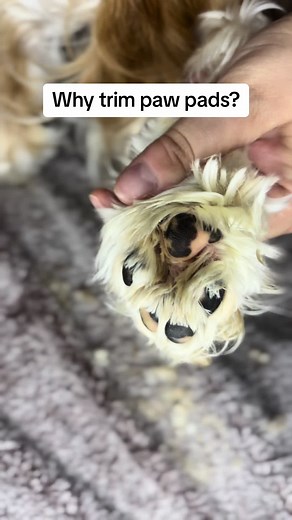 Why Trim Doggy Paw Pads? Essential Grooming Tips